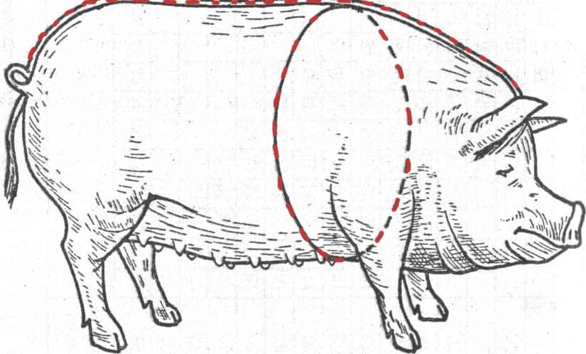 Измерение веса крупного рогатого скота
