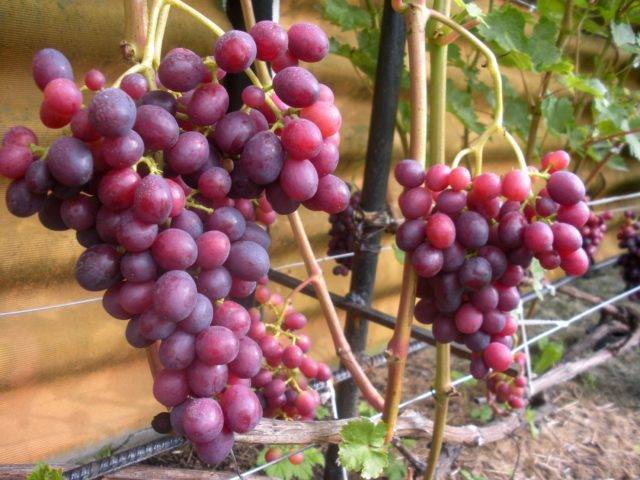 Виноград чёрный жемчуг: характеристика и особенности посадки сорта