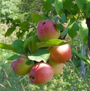 Описание сорта яблонь женева, когда высаживать и особенности выращивания
