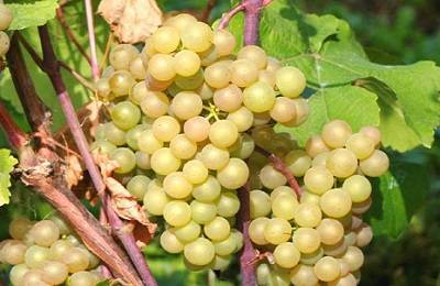 Виноград кристалл : простой в уходе и высокоурожайный сорт