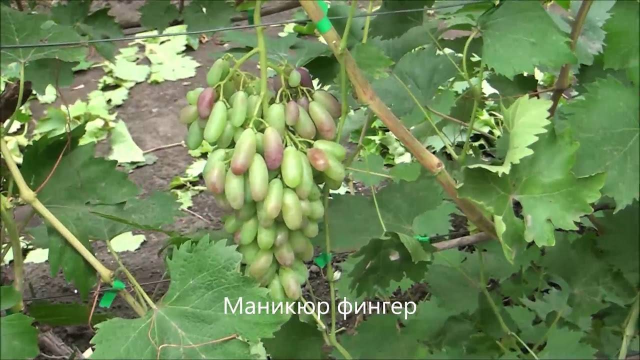 Описание и тонкости выращивания винограда сорта Маникюр фингер