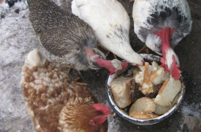 Как давать рыбий жир цыплятам бройлерам
