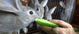 Чем кормить кроликов для быстрого роста и веса