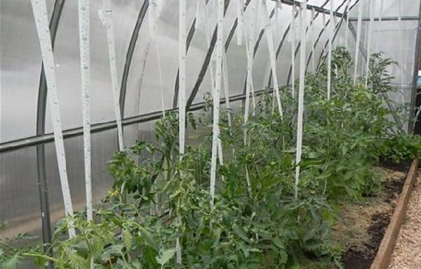 Как подвязывать помидоры в теплице из поликарбоната