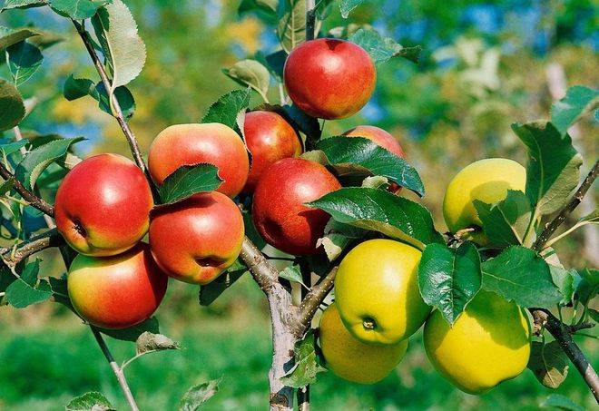 Советы профессионалов, как вырастить яблоню из веток