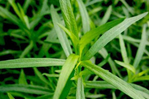 Трава тархун: полезные свойства и вред, тонкости применения, состав