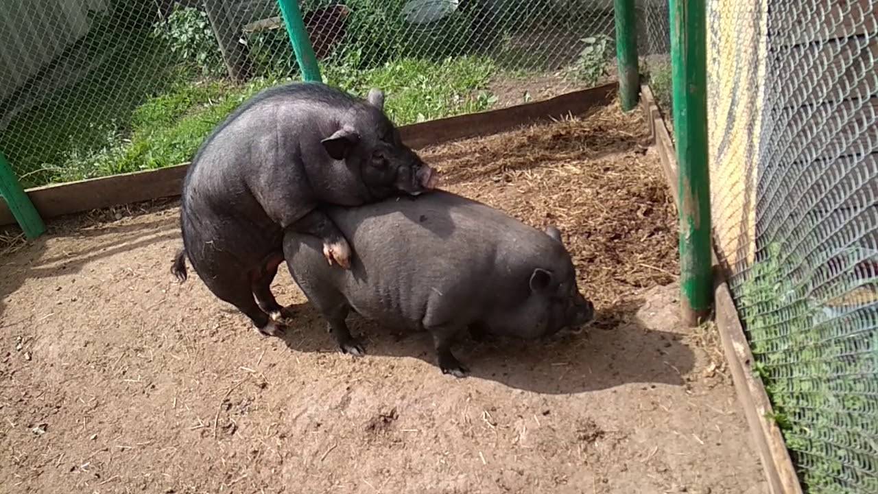 Спаривание свиней: как узнать, что загуляла, сколько дней и в каком возрасте