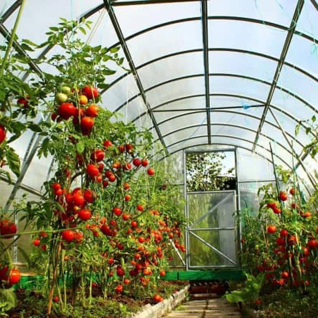 Какие удобрения и когда использовать для подкормки томатов в теплице