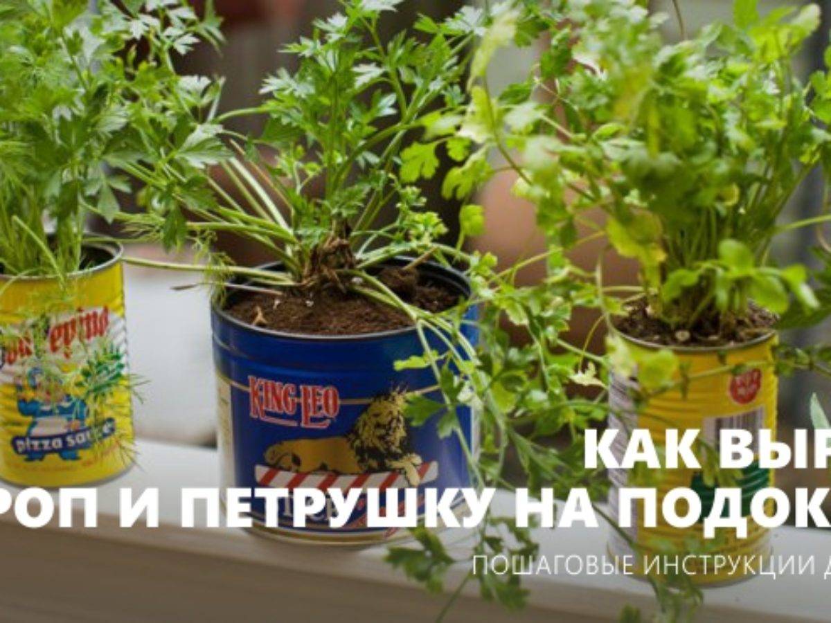 Как вырастить базилик на подоконнике в квартире из семян
