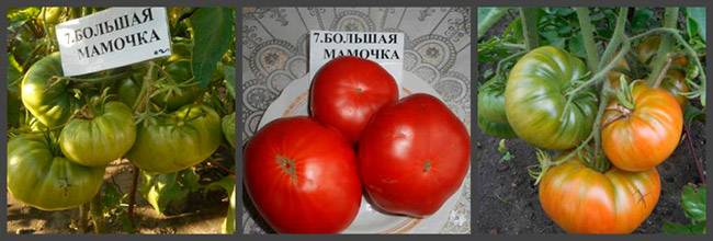 Сорт помидора «большая мамочка»: фото, отзывы, описание, характеристика, урожайность