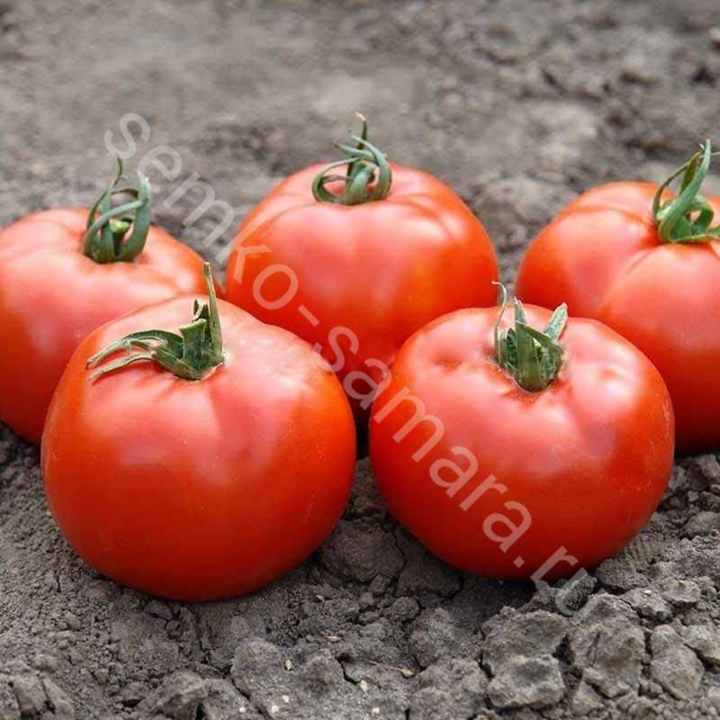 Продуктивный гибрид с отличными вкусовыми качествами — томат «флорида» и его преимущества