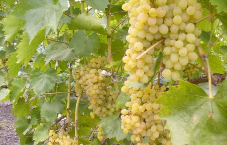 Описание винограда сорта виктория, особенности посадки и культивирования