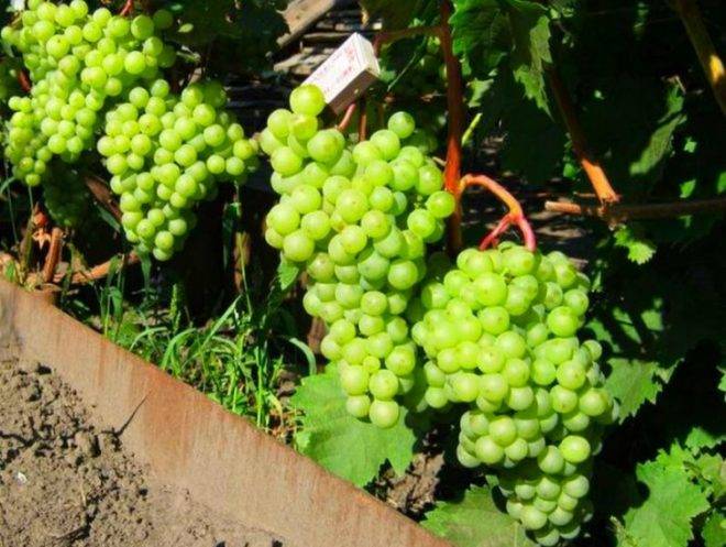Виноград румба: особенности сорта и условия для выращивания