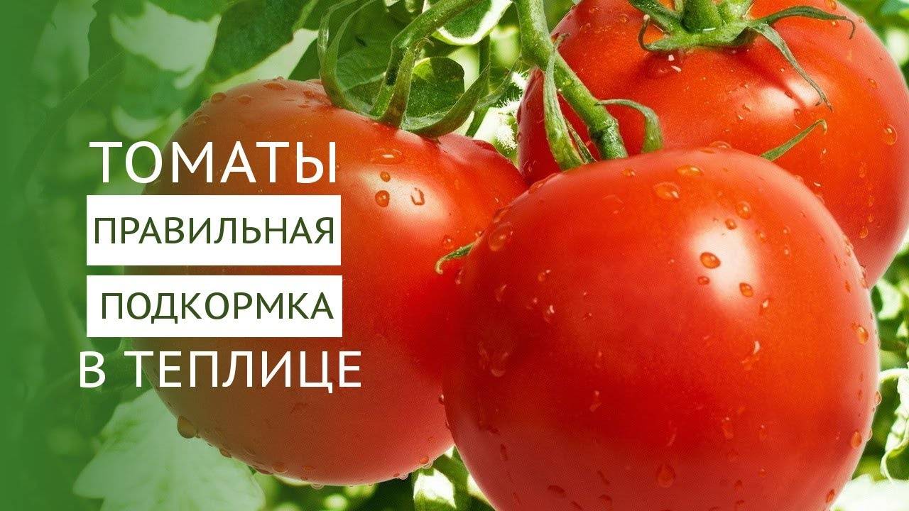 Как выбрать и применять подкормку для огурцов и помидоров