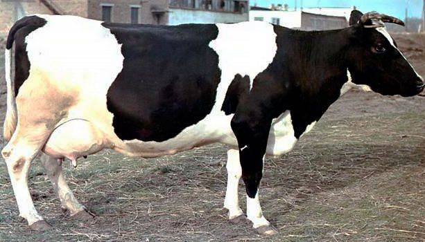 Голштинская красно-пестрая порода коров