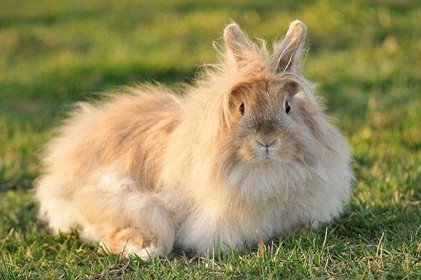 Классификация пород кроликов