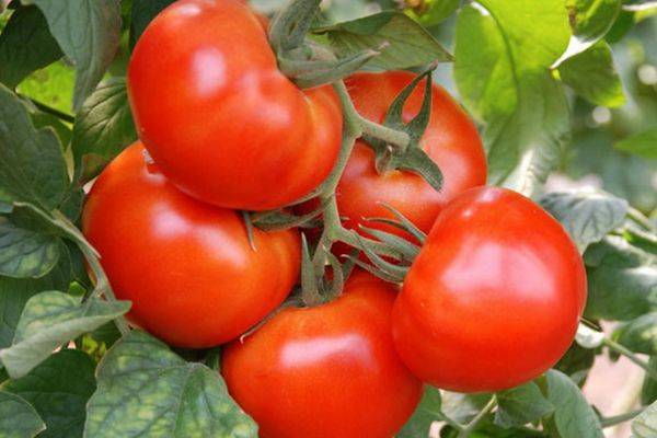 Прекрасный урожай в короткие сроки — сорт томата «король ранних» описание и характеристики