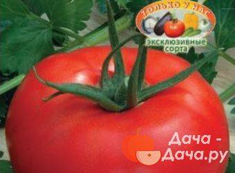Описание сорта томата восток, особенности выращивания и ухода