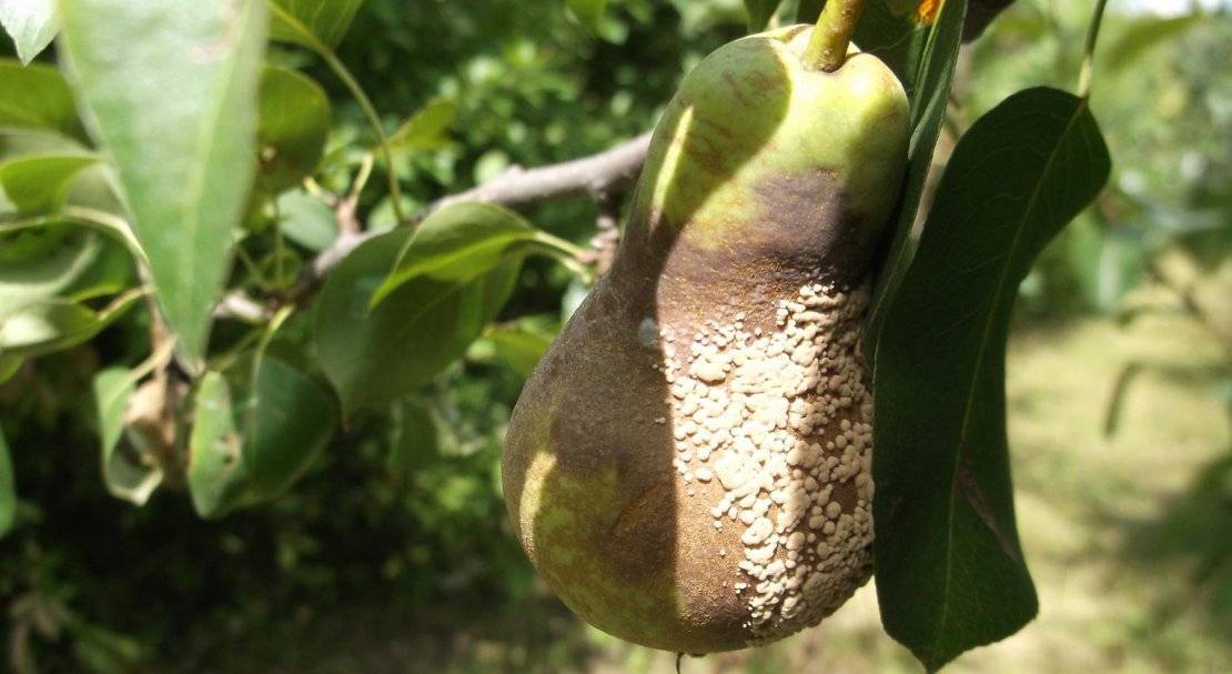 Болезни плодовых: как определить паршу на груше. все способы лечения парши: химические и народные средства