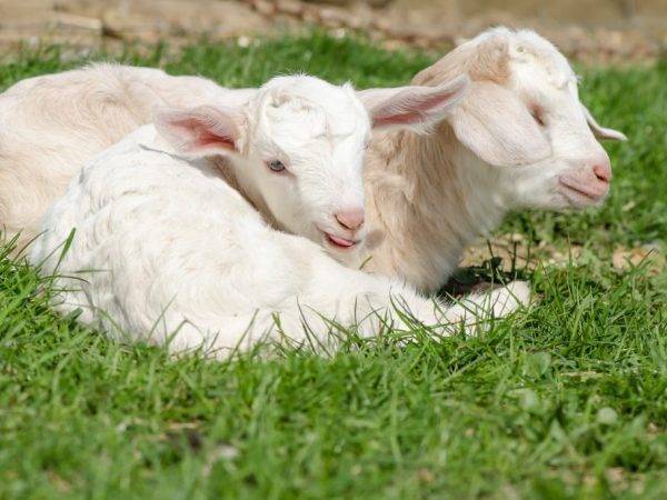 Почему у козы после окота твердое вымя?