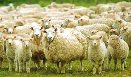 Что в домашних условиях едят овцы и бараны, рацион и нормы кормления