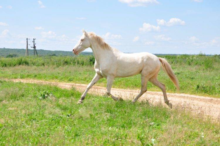 Масти лошадей — описание, фотографии и названия