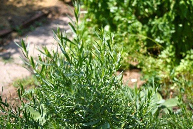 Эстрагон (тархун) – пряная трава, фото растения, описание
