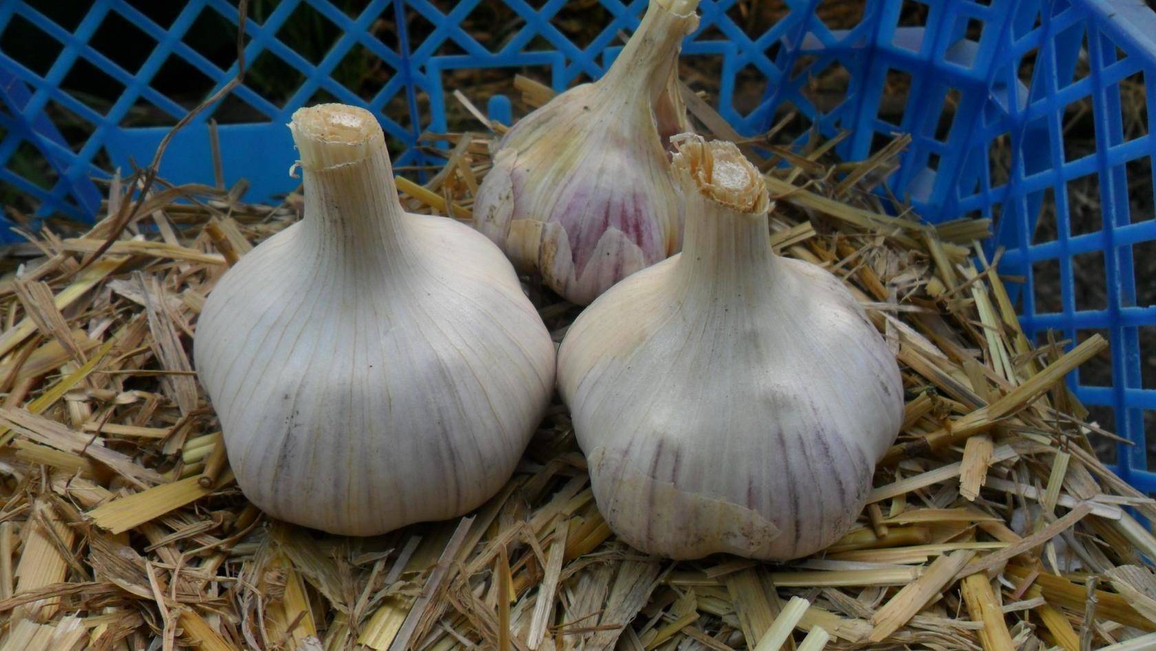 Выращивание чеснока в открытом грунте: озимые и яровые сорта
