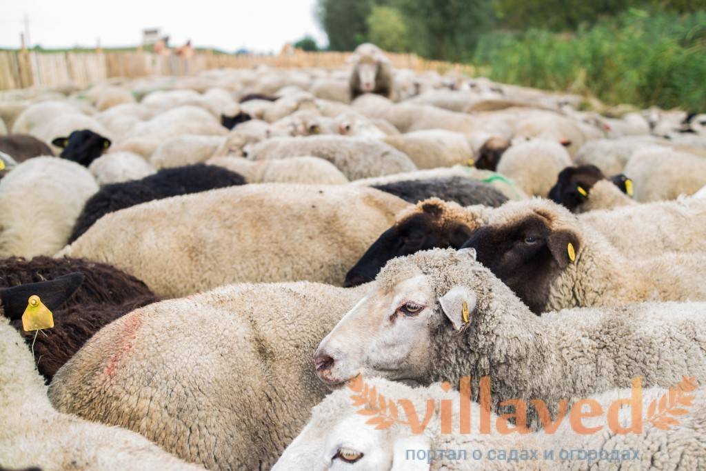 Кавказская овчарка: характеристика породы, содержание