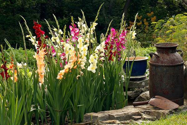 Гладиолусы, посадка и уход за очаровующими цветами в домашнем саду