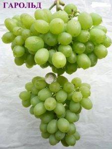 «гарольд» — сверхранний виноград