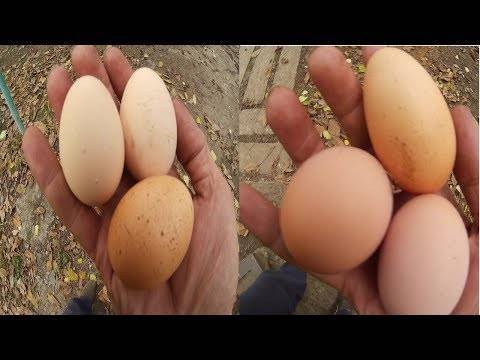 Куры несут маленькие яйца: причины и что делать?