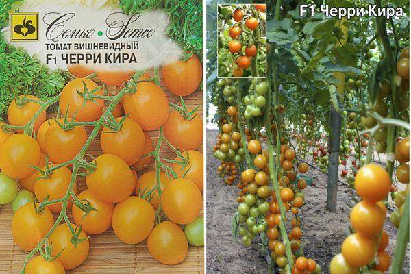 Характеристика и описание помидоров черри вера. урожайность и особенности выращивания