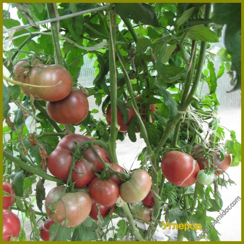 Описание сорта томата казахстанский желтый, его урожайность и выращивание
