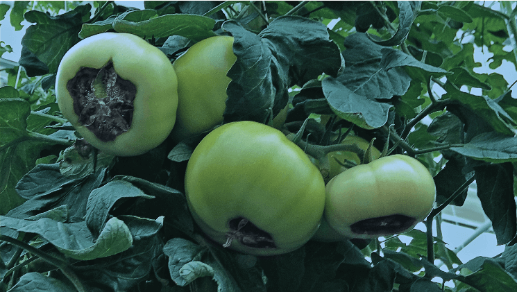 Вершинная гниль томатов – спасаем урожай (причины, признаки и лечение)