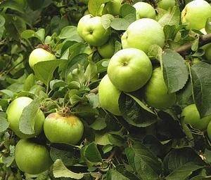 Сортовая яблоня кандиль орловский: описание сорта, фото