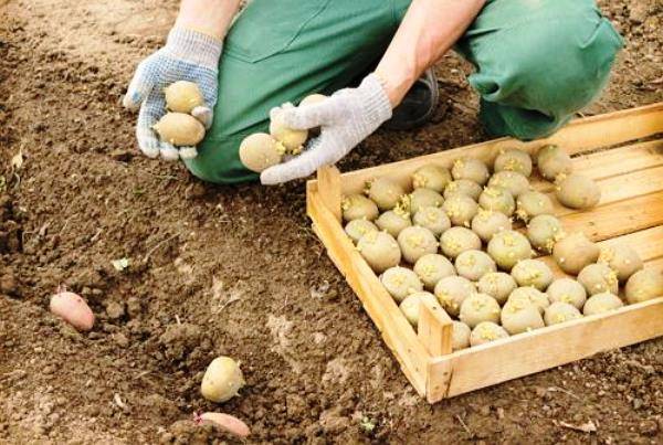 Сколько растет и созревает картофель от посадки до сбора урожая: этапы