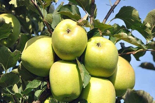 Описание и характеристики яблок сорта Муцу, посадка, выращивание и уход