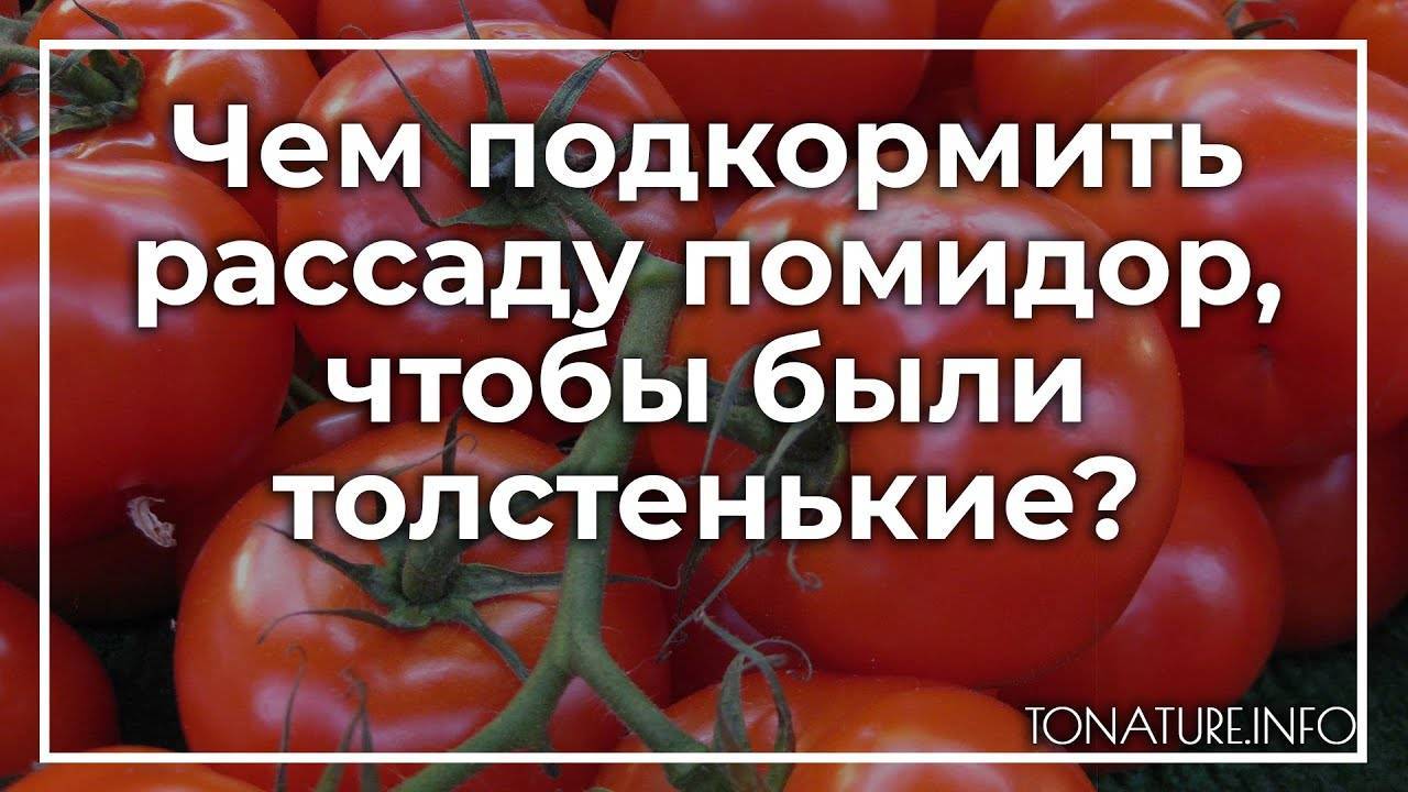 Чем подкормить рассаду помидор, чтобы были толстенькие