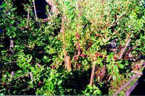 Гибриды вишни: советы по выращиванию и скрещиванию