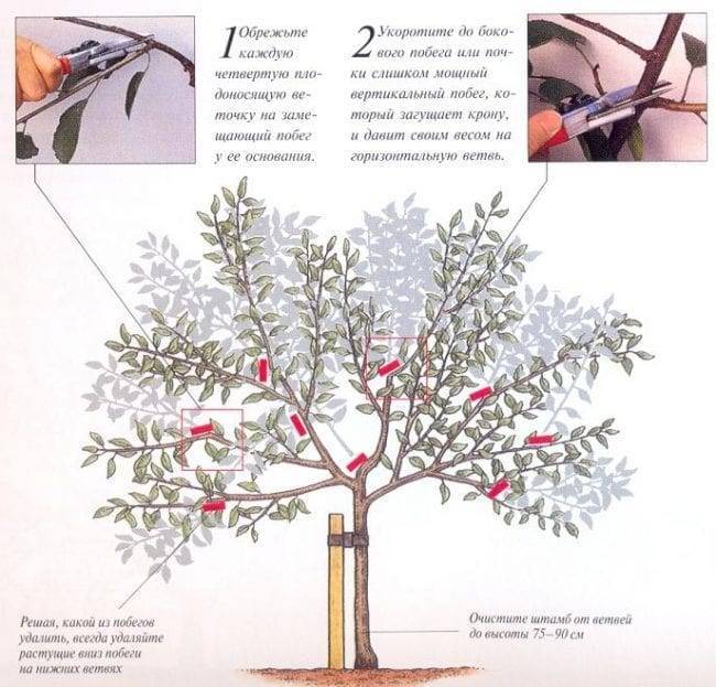 Схема обрезки черешни и формирование дерева, когда лучше и как правильно делать