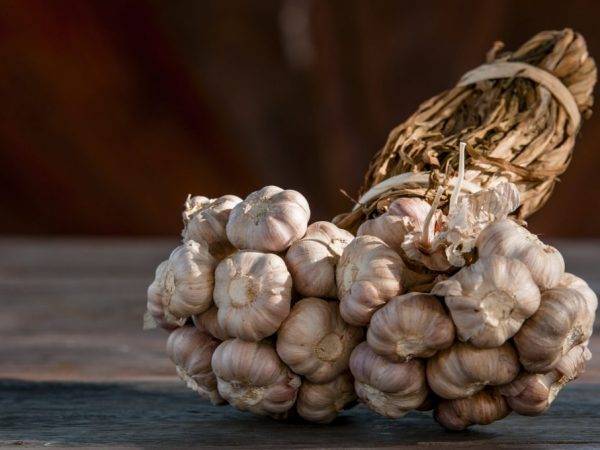 Чеснок: описание лучших сортов чеснока и особенности выращивания