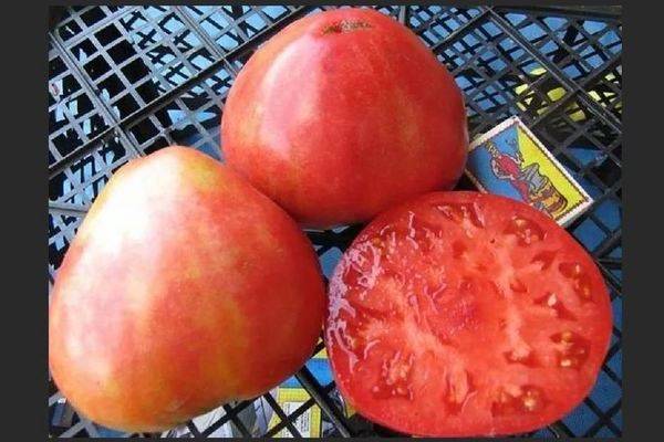 Сортовые особенности томата алсу