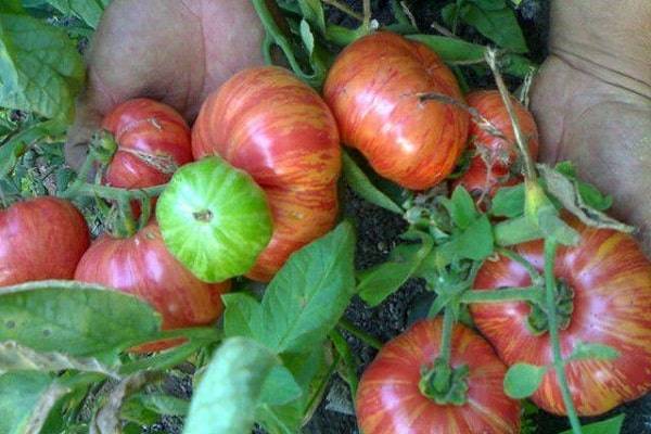 Описание сорта томата Винтейдж вайн, его характеристика и урожайность
