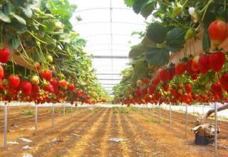 Голландские «петельки»: необычная пикировки рассады томатов корнями вверх
