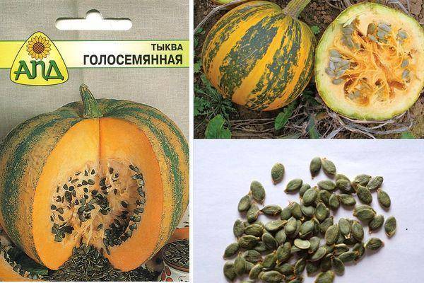 Особенности выращивания голосемянной тыквы и на какие семена стоит обратить внимание