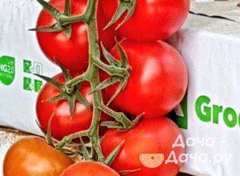 Перспективная новинка – сорт томата «буги вуги» f1: фото, описание и советы по выращиванию