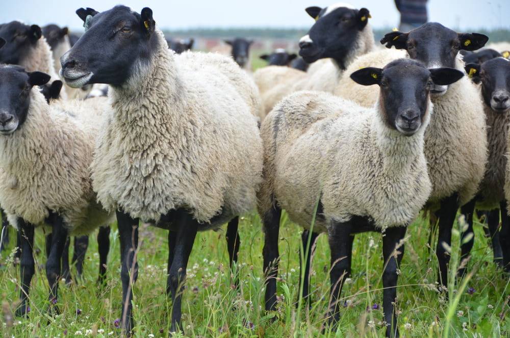 Разведение мясных овец: как быстро растут и правила откорма, содержание