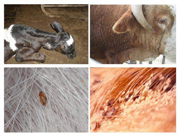 Как вывести вшей у коровы: народными средствами и медицинскими препаратами