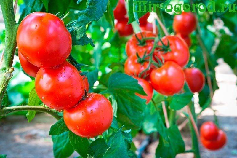 Томат розовоплодный румянец: характеристики, описание, отзывы огородников